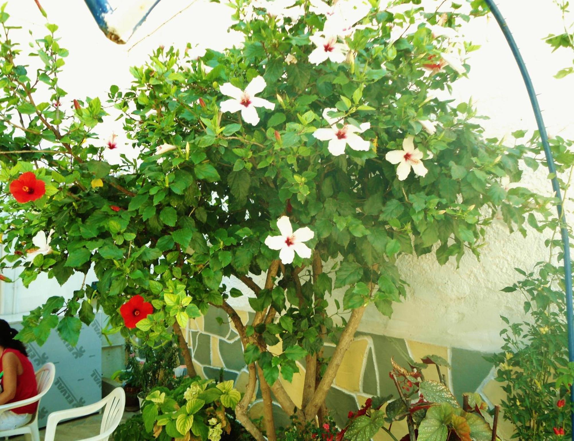 Apollonia Apartments Agia Pelagia  Luaran gambar
